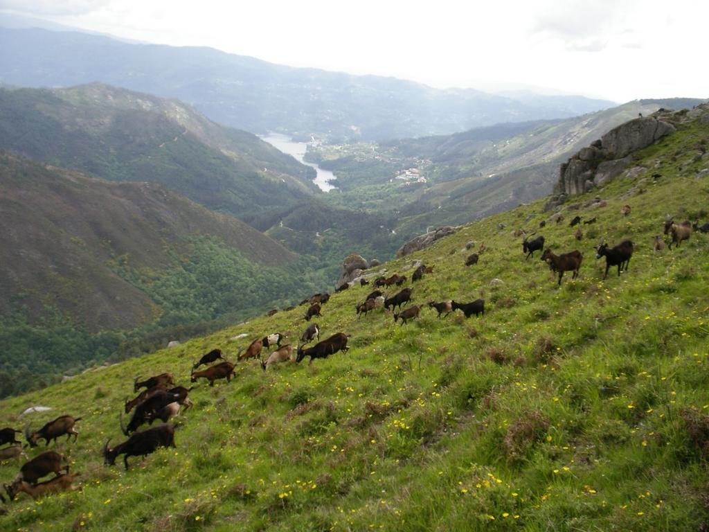 Casa Sulfato Vakantiehuis Campo do Geres